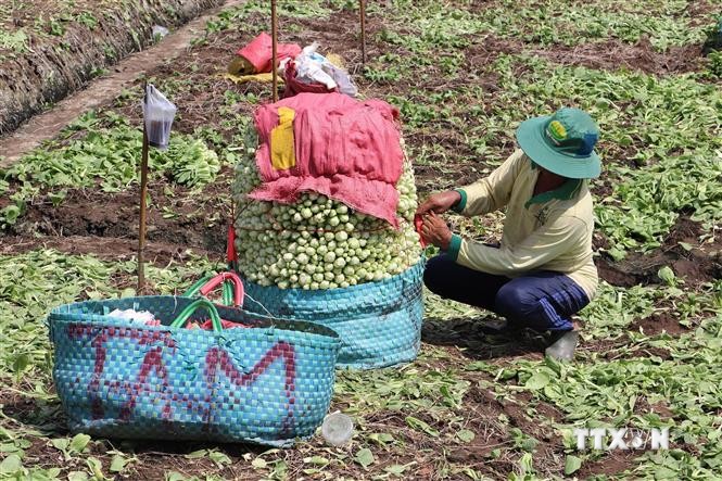 Ở Tiền Giang dân trồng rau, cắt đến đâu bán hết veo, cứ 1ha lời hơn 300 triệu- Ảnh 2.